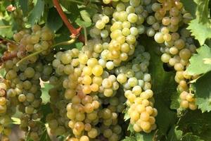 Vigneti Moscato d'Asti DOCG