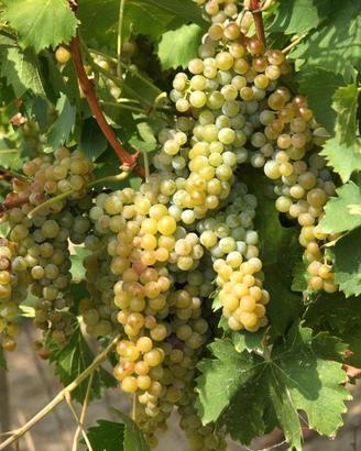 Vigneti Moscato d'Asti DOCG