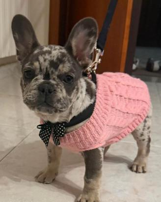 Bulldog Francese femmina
