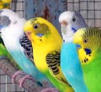 Cocorite novelle 2025