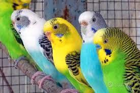 Cocorite novelle 2025