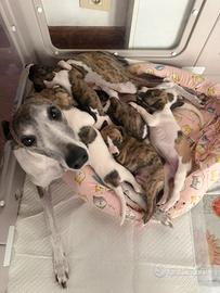 Cuccioli di Whippet