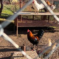 Gallo olive egger di 7 mesi