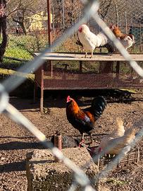 Gallo olive egger di 7 mesi