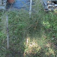 BACCHE ASPARAGO SELVATICO RACCOLTA OTTOBRE 2024