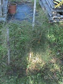 BACCHE ASPARAGO SELVATICO RACCOLTA OTTOBRE 2024