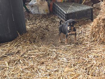 Segugio maremmano per caccia al cinghiale