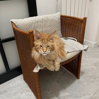 Gatti razza Maine Coon