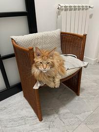 Gatti razza Maine Coon