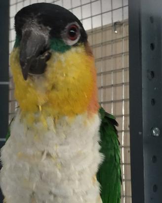 Caicco testa nera