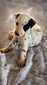 Dalmata