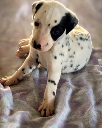 Dalmata