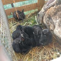 Conigli fiandre per californiano