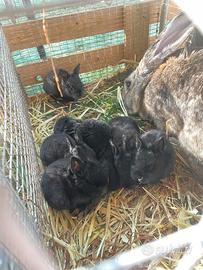 Conigli fiandre per californiano