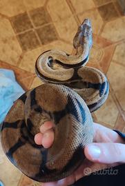 Boa constrictor imperator