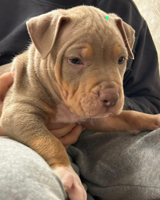 Pitbull