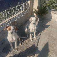 Splendidi cuccioli di 3 mesi