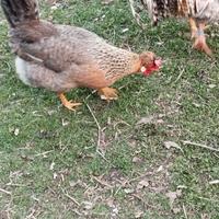 Galline legbar