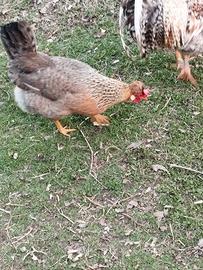 Galline legbar