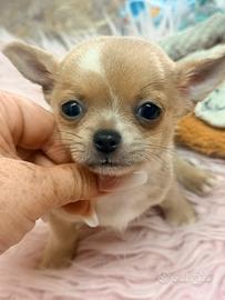 Cuccioli di chihuahua merle e non a pelo lungo e c