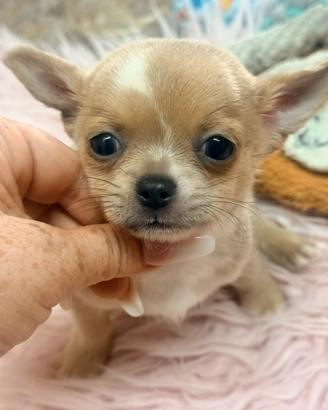 Cuccioli di chihuahua merle e non a pelo lungo e c