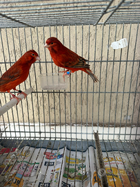 Canarini agata rosso intenso e brinato