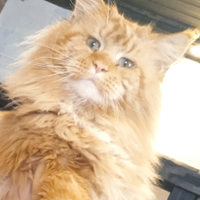 Maine coon con pedigree per monta