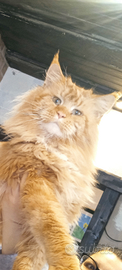 Maine coon con pedigree per monta