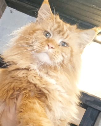 Maine coon con pedigree per monta