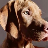 Bracco ungherese per monta, Vizla