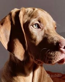 Bracco ungherese per monta, Vizla