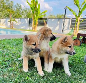 Cuccioli di shiba inu