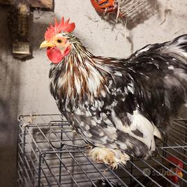Gallo cocincina nana