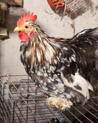 Gallo cocincina nana
