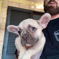 Bulldog buldog bul dog Bouldogue francese