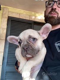 Bulldog buldog bul dog Bouldogue francese