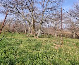 TER. AGRICOLO A FABRICA DI ROMA