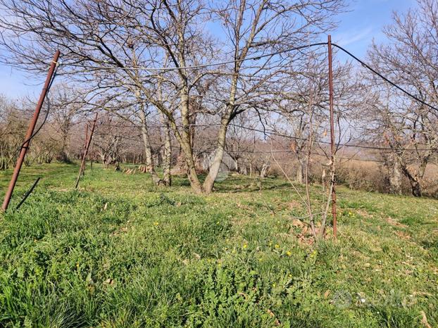 TER. AGRICOLO A FABRICA DI ROMA