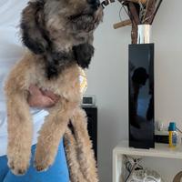 Barboncino nano, dolce femminuccia