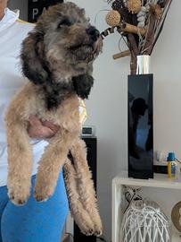 Barboncino nano, dolce femminuccia