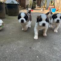 Cuccioli San Bernardo