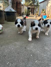 Cuccioli San Bernardo