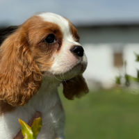 Cuccioli Cavalier King Charles Spaniel Pedigree