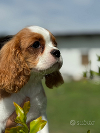 Cuccioli Cavalier King Charles Spaniel Pedigree