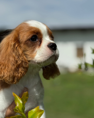 Cuccioli Cavalier King Charles Spaniel Pedigree