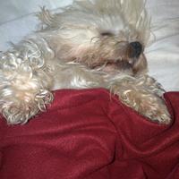 Maltese maschio di razza