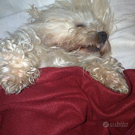 Maltese maschio di razza