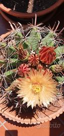 ferocactus di varie misure spedisco Italia 