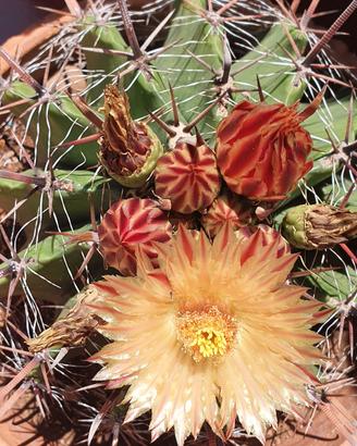 ferocactus di varie misure spedisco Italia 