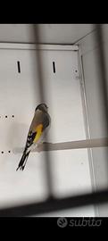 cardellino 